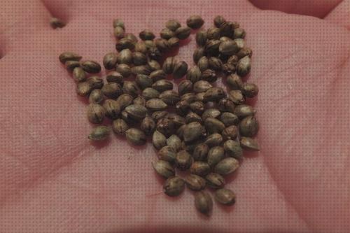 ¿Dónde poder comprar marihuanas semillas semillas se marihuana?