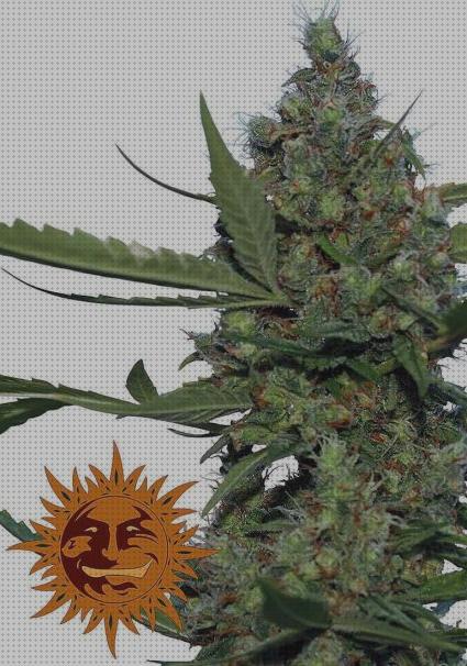 Las 38 Mejores semillas selectas marihuanas bajo análisis