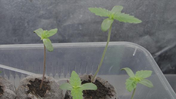 Las mejores semillas totalmente germinadas marihuana