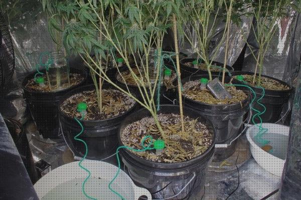 Las mejores sistemas sistema de riego automatico marihuana