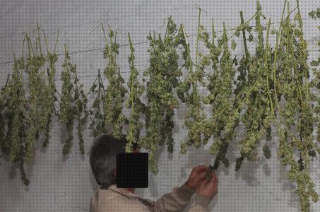 Las mejores sistema de secado marihuana inoloro