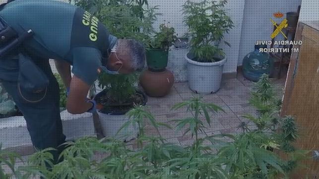 Análisis de los 33 mejores sistemas para marihuana bajo análisis