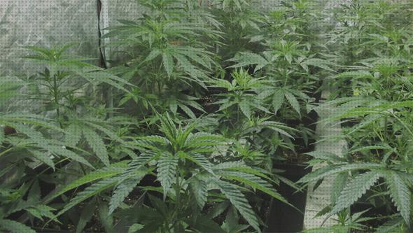 Las mejores semillas marihuana baratos sustrato cultivo marihuana baratos