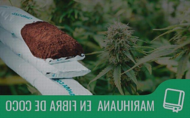 Los 12 Mejores Sustratos De Fibras De Cocos Y Humus De Lombrices Marihuanas