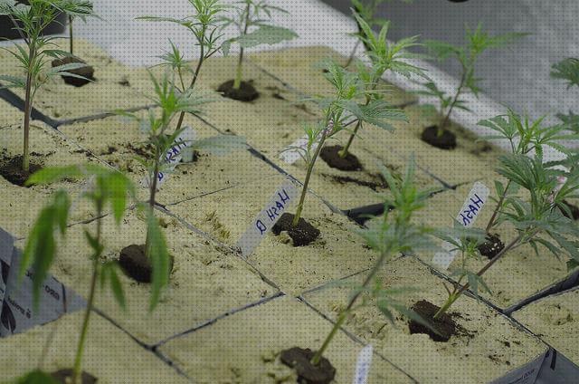 ¿Dónde poder comprar semillas marihuana plantas pequeñas sustrato plantas esquejes marihuana?