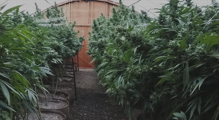 Opiniones de los 17 mejores Sustratos Plantas Esquejes Marihuanas