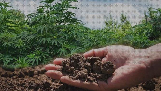 Las mejores marcas de semillas marihuana plantas pequeñas sustrato plantas marihuana