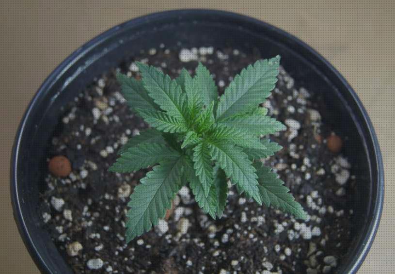 Los 21 Mejores sustratos plantas marihuanas