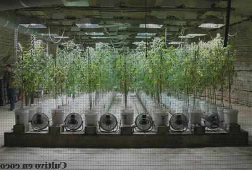 ¿Dónde poder comprar vegetativo sustrato vegetativo marihuana?