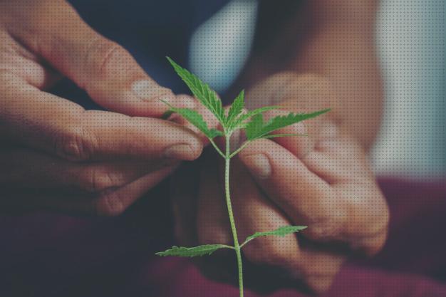 Las mejores vegetativo sustrato vegetativo marihuana