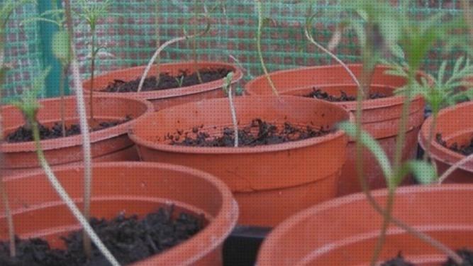 Las mejores maceta 20 litros cantidad de agua marihuana marihuana autofloreciente maceta litros tallo semilla marihuana