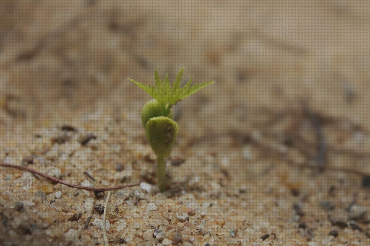 Review de tierra fertilizada marihuana