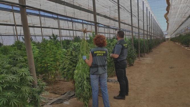 ¿Dónde poder comprar variedades marihuana extraccion hachis variedad de semilla de cáñamo sin psicotrópicos?