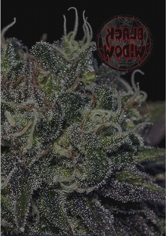 Review de los 23 mejores widow para marihuana a la venta